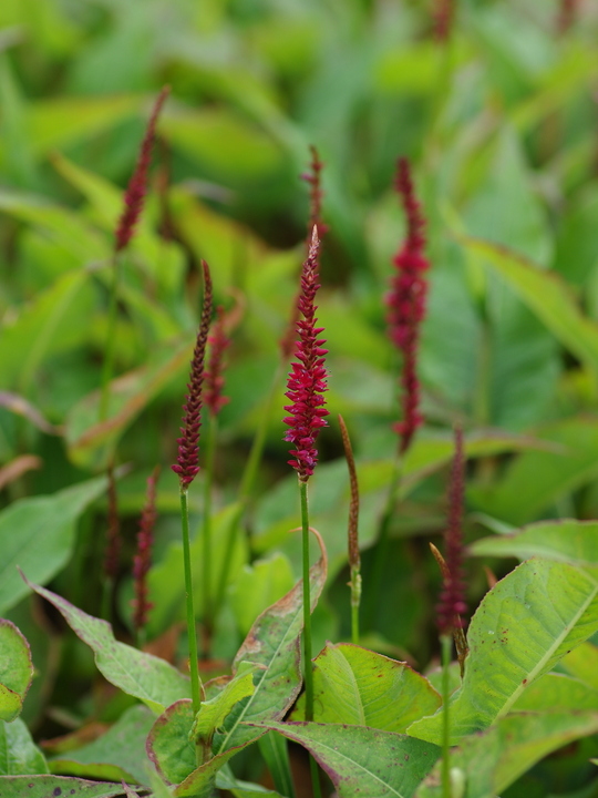 Bistorta amplexicaulis 'Blackfield'