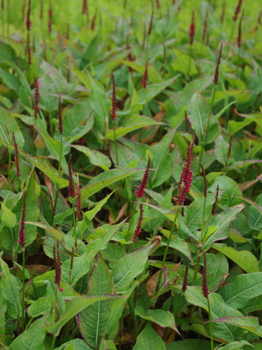 Bistorta amplexicaulis 'Blackfield'