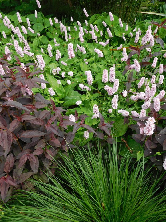 Bistorta officinalis 'Superba'