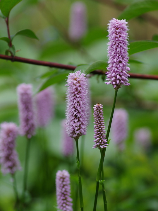 Bistorta officinalis 'Superba'
