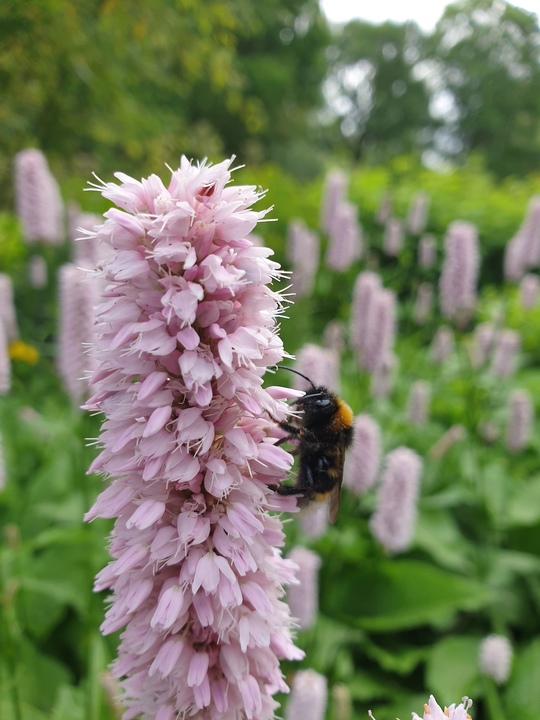 Bistorta officinalis 'Superba'
