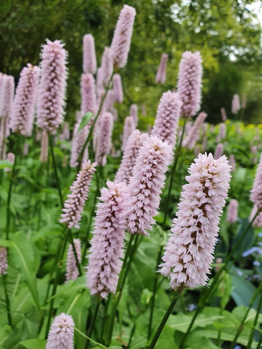 Bistorta officinalis 'Superba'