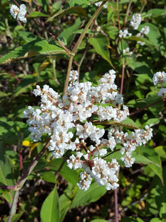Persicaria campanulata 'Southcombe White'