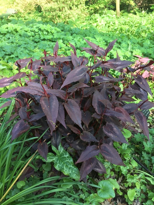 Persicaria microcephala 'Red Dragon'