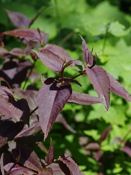 Persicaria microcephala 'Red Dragon'