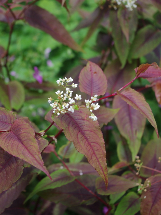 Persicaria microcephala 'Red Dragon'