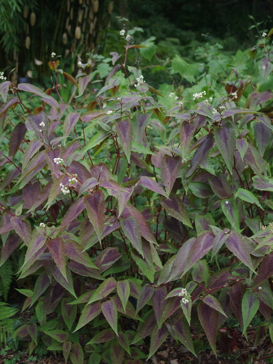 Persicaria microcephala 'Red Dragon'