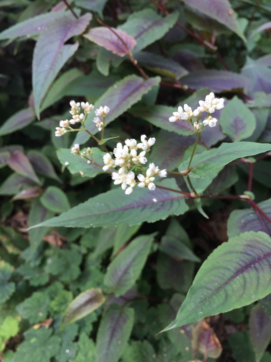 Persicaria microcephala 'Red Dragon'