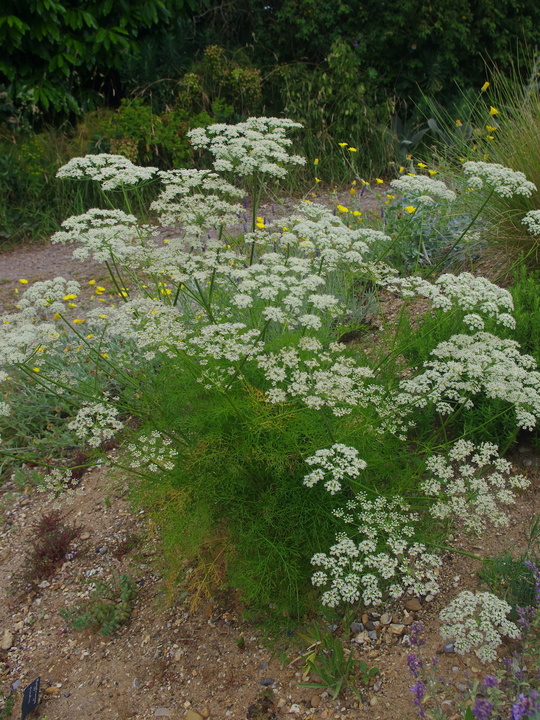 Peucedanum rablense