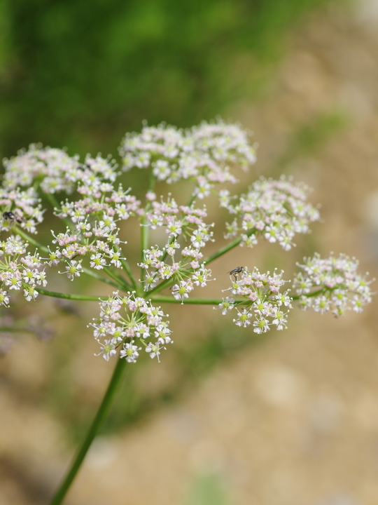 Peucedanum rablense