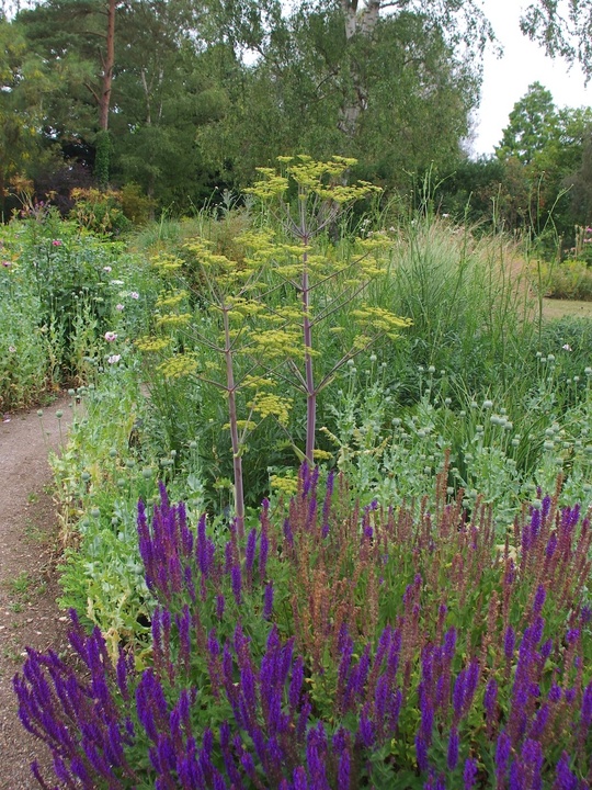 Peucedanum verticillare