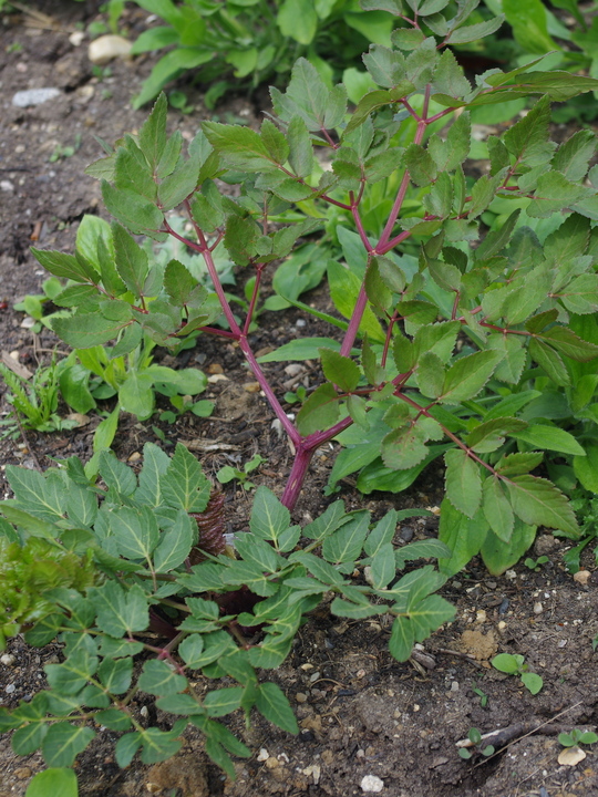 Peucedanum verticillare