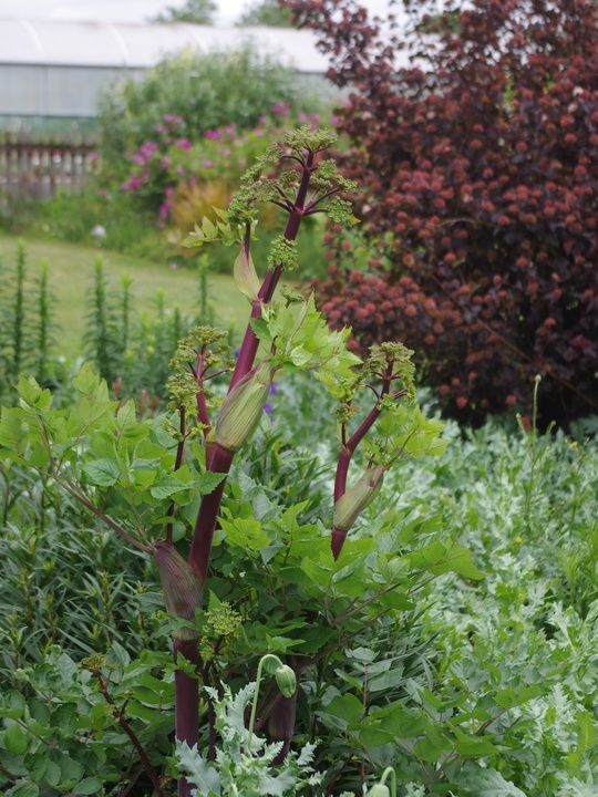 Peucedanum verticillare