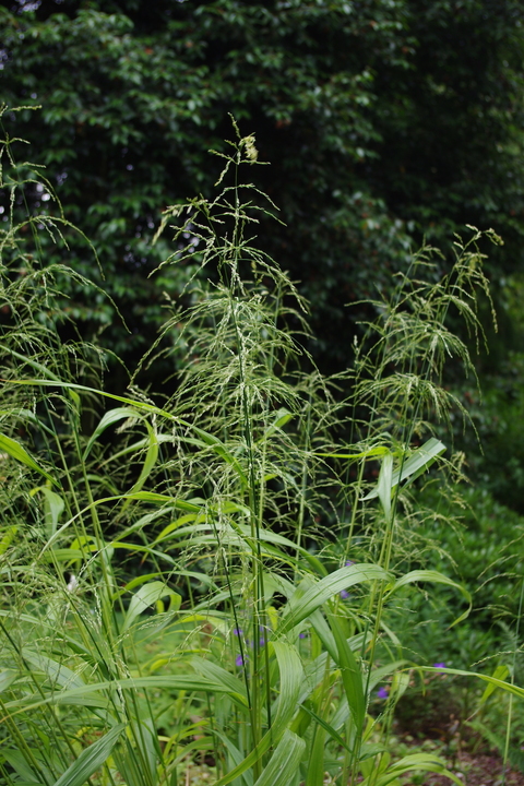 Shade | Phaenosperma globosa - The Beth Chatto Gardens