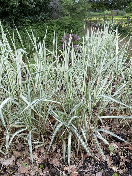 Phalaris arundinacea var. picta 'Feesey'