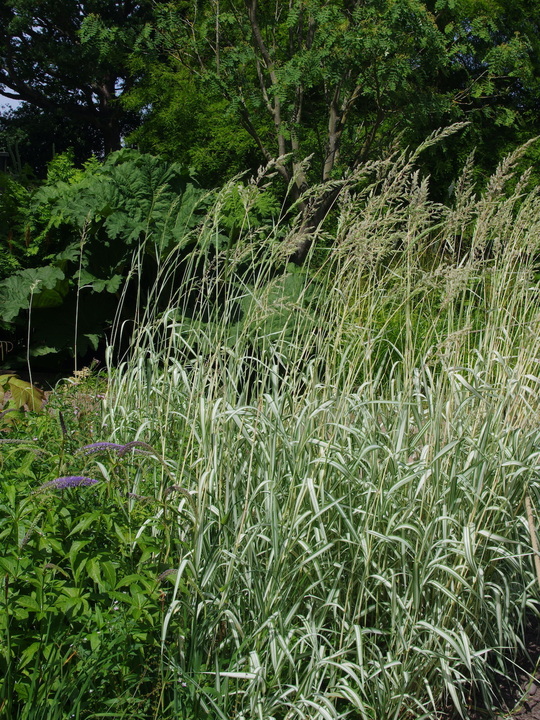 Phalaris arundinacea var. picta 'Feesey'