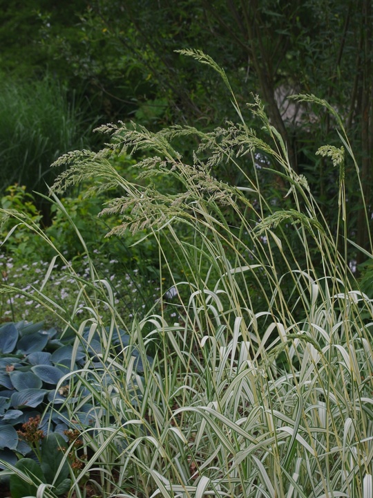 Phalaris arundinacea var. picta 'Feesey'