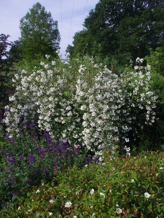 Philadelphus 'Casa Azul'