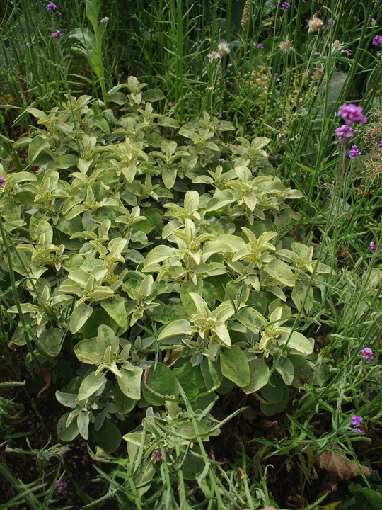 Phlomis chrysophylla
