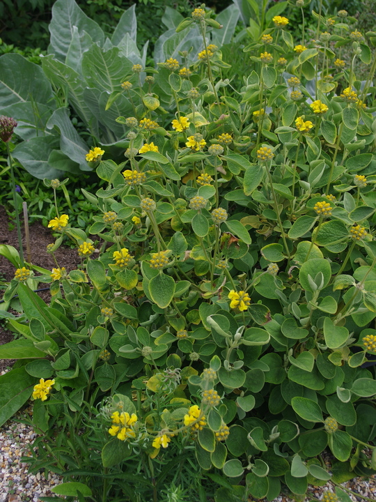 Phlomis chrysophylla