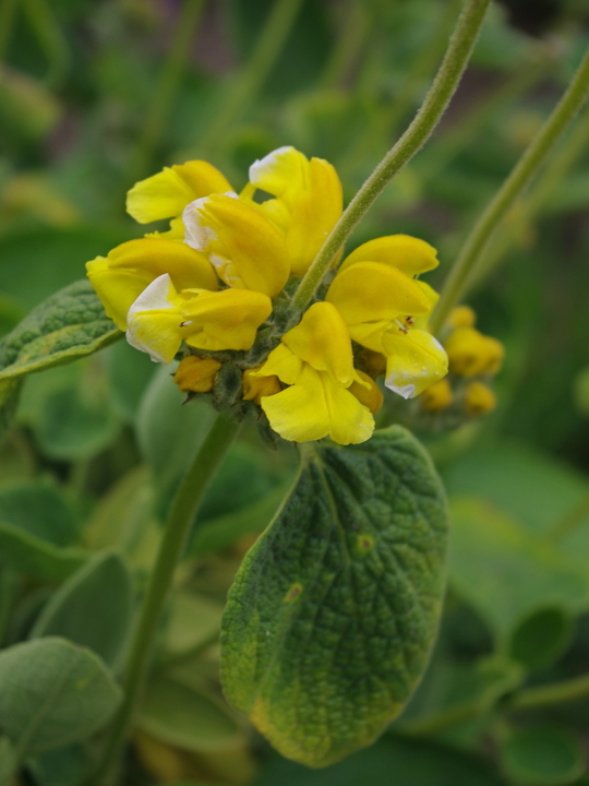 Phlomis chrysophylla
