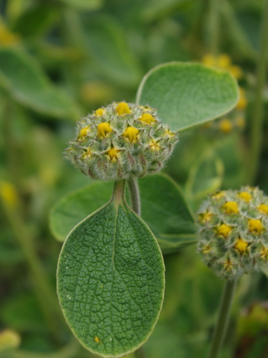 Phlomis chrysophylla