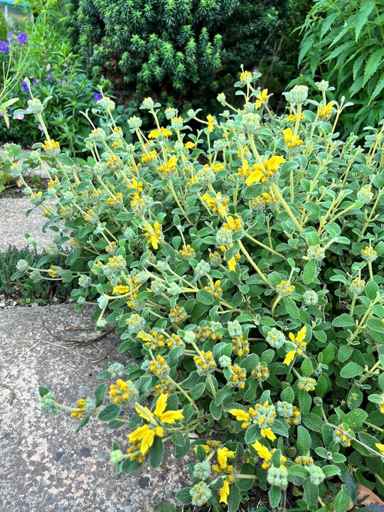 Phlomis lanata