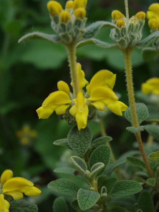 Phlomis lanata