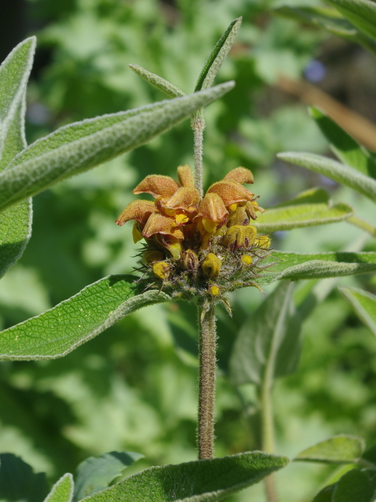 Phlomis 'Orangette'