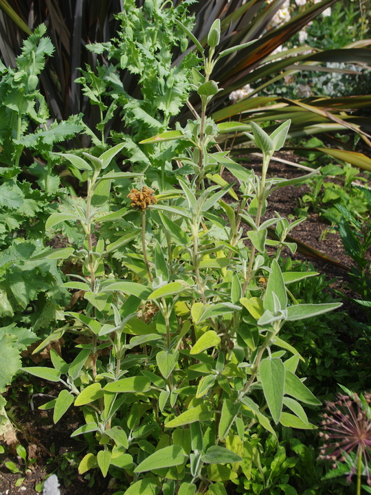 Phlomis 'Orangette'