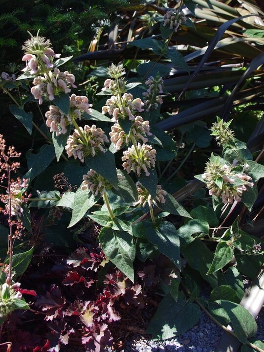 Phlomis samia