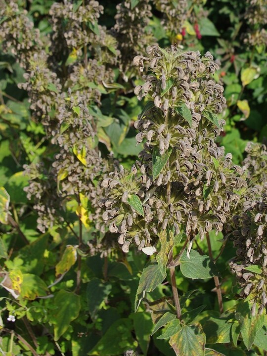 Phlomis samia