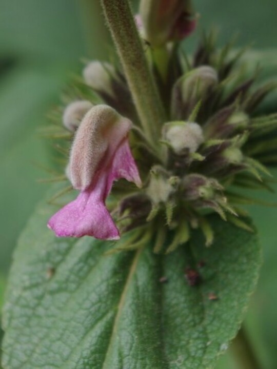 Phlomis samia