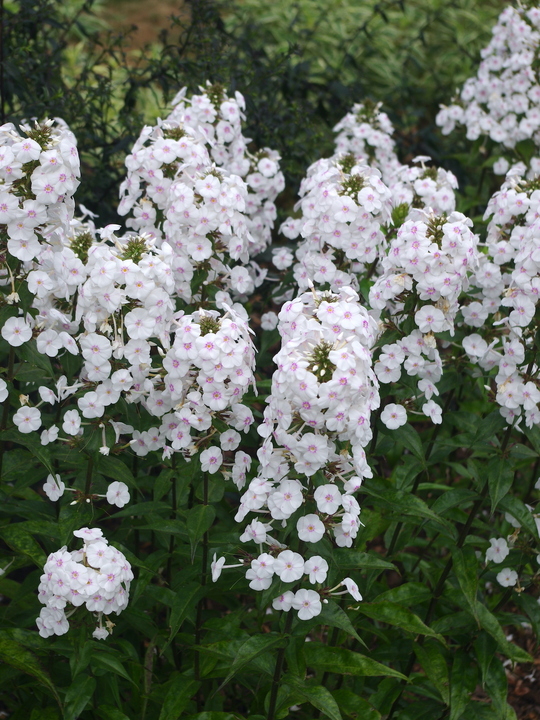 Phlox maculata 'Omega'