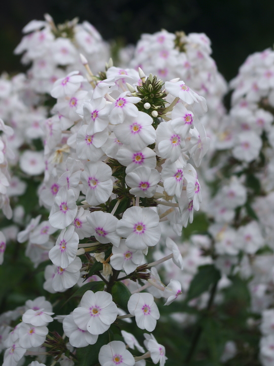 Phlox maculata 'Omega'