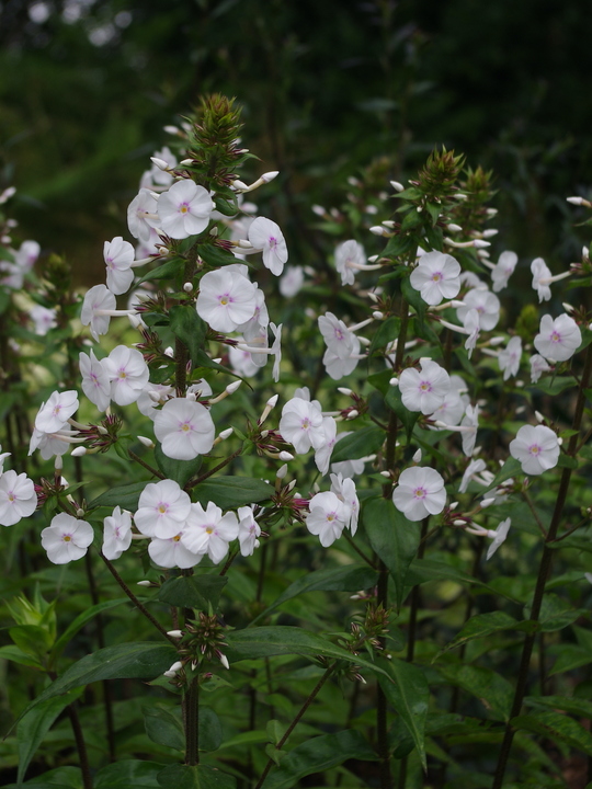 Phlox maculata 'Omega'