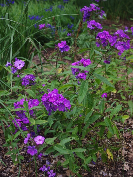 Phlox paniculata 'Blue Paradise'