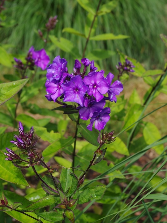 Phlox paniculata 'Blue Paradise'