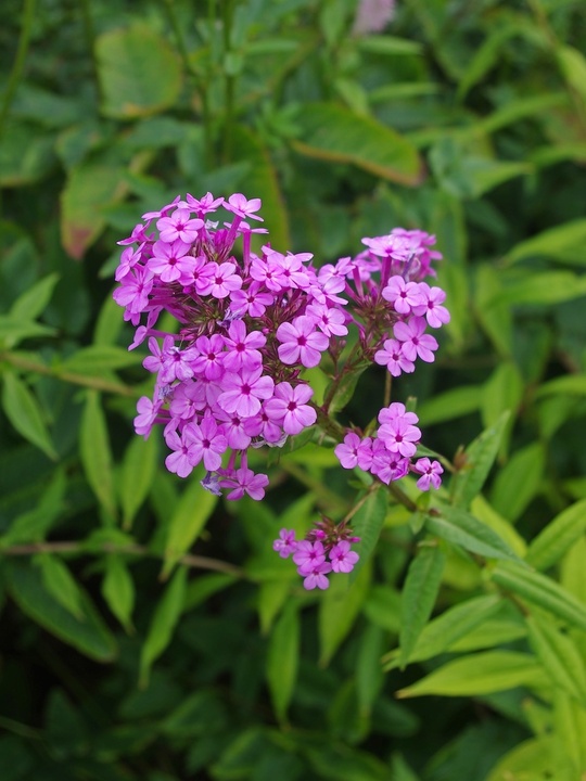 Phlox paniculata 'Jeana'