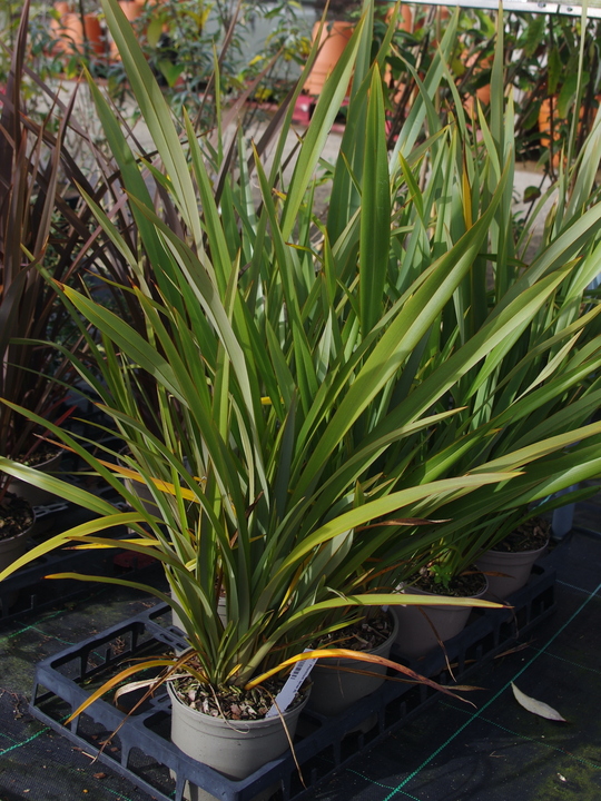 Phormium tenax