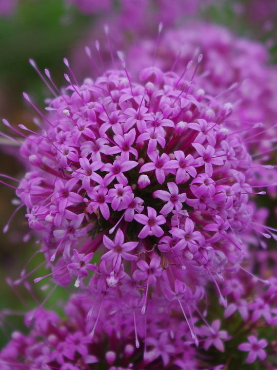 Phuopsis stylosa
