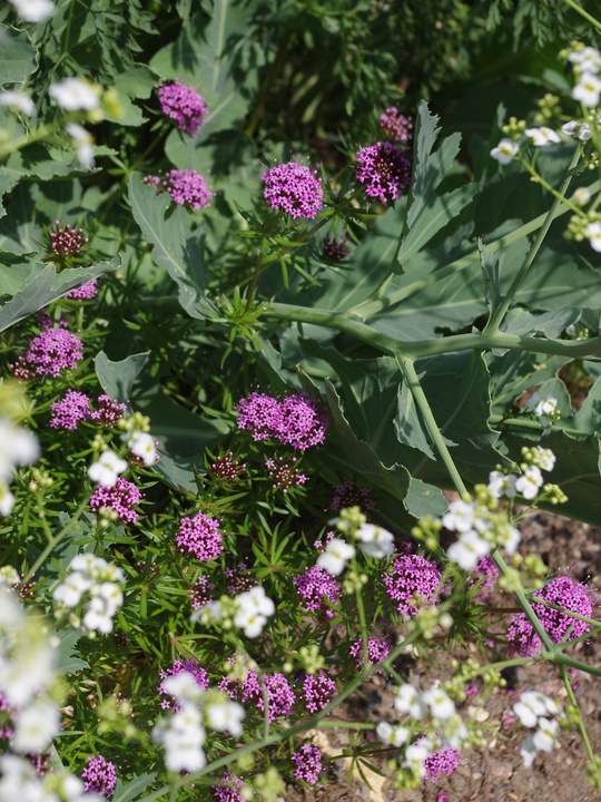 Phuopsis stylosa
