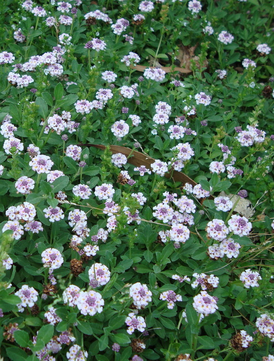 Phyla nodiflora Beth Chatto's Plants & Gardens