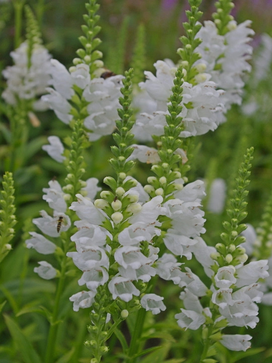 Physostegia virginiana 'Alba'