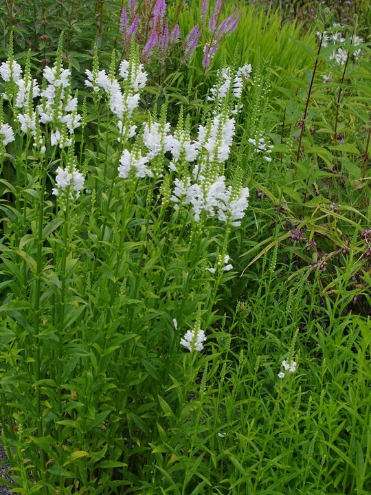 Physostegia virginiana 'Alba'