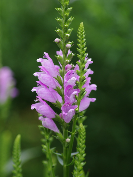 Physostegia virginiana var. speciosa 'Bouquet Rose'