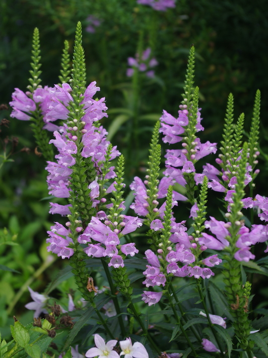 Physostegia virginiana var. speciosa 'Bouquet Rose'