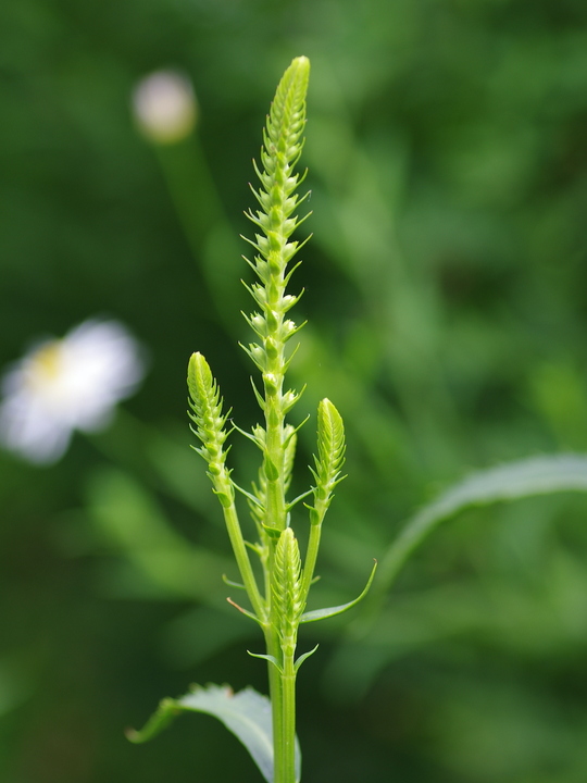 Physostegia virginiana var. speciosa 'Bouquet Rose'