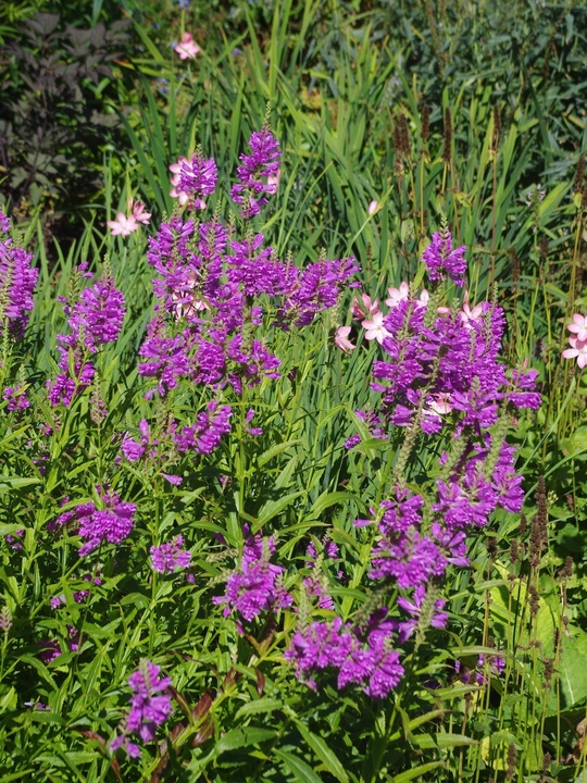 Physostegia virginiana 'Vivid'