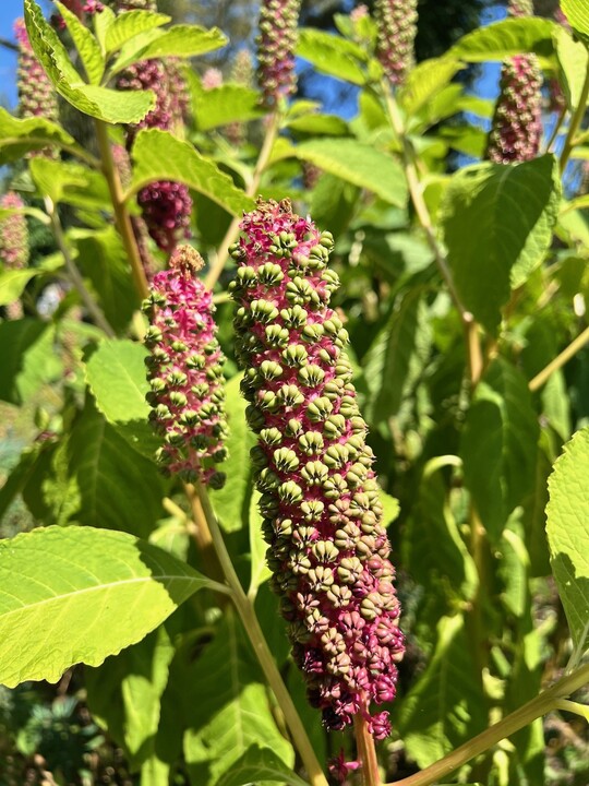 Phytolacca polyandra